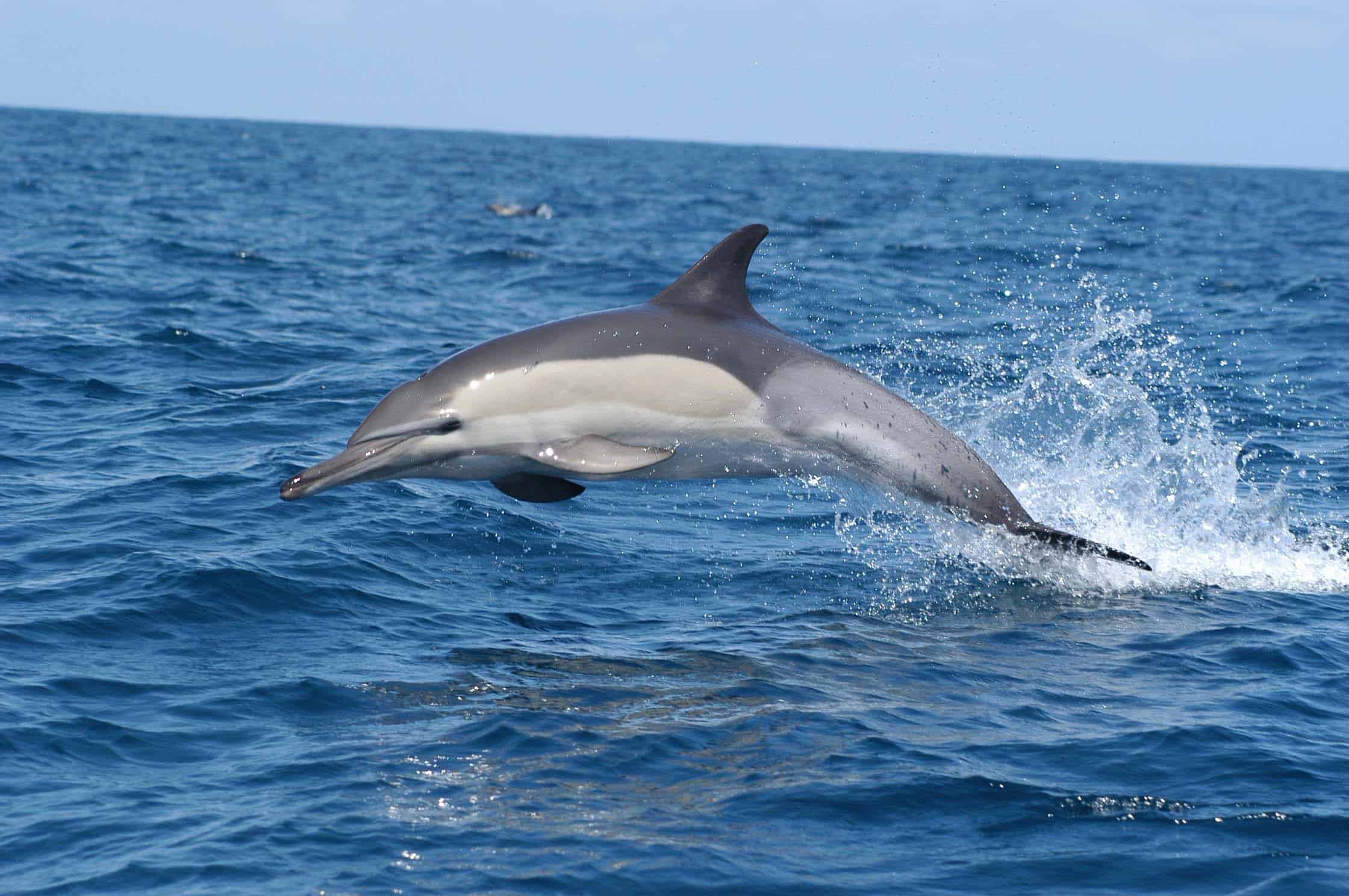 common20dolphin20south20africa-8283371